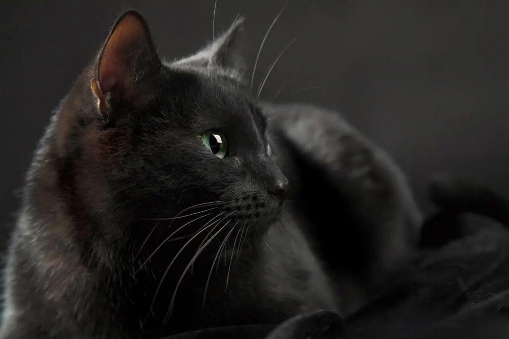 Are Cats Actually “Grim Reapers”? – Global Legends of “Spirit Cats”
